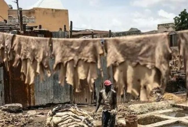 le cuir nigrian un hritage de luxe redcouvrir modalova